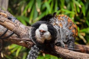 Monkeys at the zoo photo