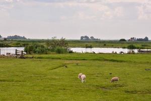 campo con ovejas foto