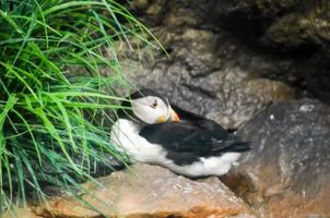 Puffin at the zoo photo