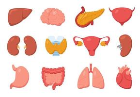 Internal organs. Heart, stomach, pancreas, kidney, liver, brain, intestine. Cartoon human inner body organ anatomy illustration vector set