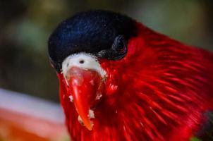 Tropical birds at the zoo photo