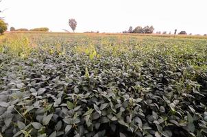 Field of crops photo