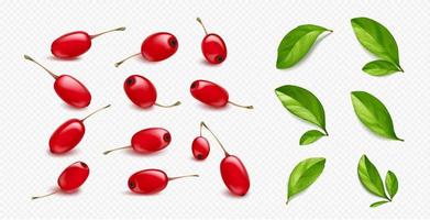 Realistic barberry set on white background vector