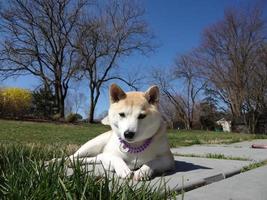 Shiba in Sun photo