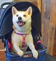 Dog in Stroller photo