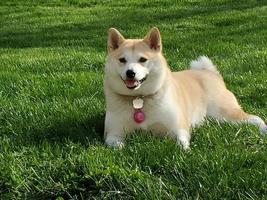 Cute Shiba inu photo