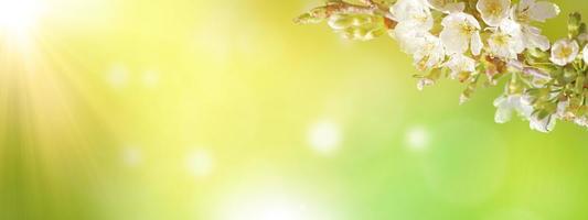 Beautiful nature view of spring flowering trees on blurred background. photo