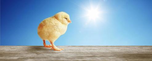 Little cute baby chick for easter. Yellow newborn baby chick. photo