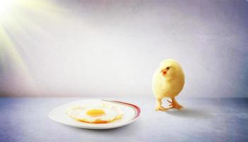 Little cute baby chick for easter. Yellow newborn baby chick. photo