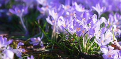 Blooming purple crocus flowers in a soft focus on a sunny spring day photo