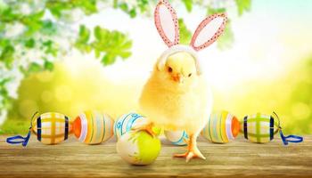 Little cute newborn baby chick for Easter celebration. photo