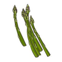 Spring asparagus,  hand drawn vector illustration isolated on white background. Fresh cartoon vegetable. Seasonal vegetables.