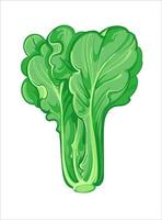 Lettuce or Romaine lettuce, hand drawn vector illustration isolated on white background. Fresh cartoon vegetable. Seasonal vegetables.