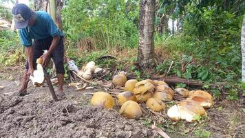 Deli Serdang, Indonesia - Sep 04 2022. Asian farmer peeling a fresh coconut in the coconut farm. Coconut farm in Indonesia photo