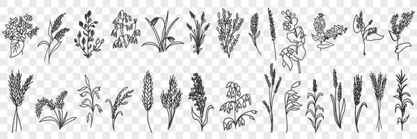 Fields grass and plants doodle set. Collection of hand drawn various grass growing on field blooming in rows isolated on transparent background vector