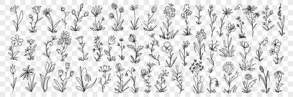 Blooming flowers and floral decoration pattern doodle set. Collection of hand drawn blossom flowers in row and elegant floral beautiful decoration patterns of nature isolated on transparent background vector