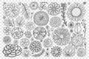 Blooming flowers and plants doodle set. Collection of hand drawn blossom flowers and elegant floral beautiful decoration patterns of nature isolated on transparent background vector