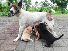 Stray dogs nursing their pups on a residential street with defocused, abstract background, compression artifacts, contain contains noise and posterization. short tail dog photo