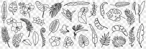 Natural leaves pattern doodle set. Collection of hand drawn various natural leaf wallpaper patterns blooming flowers and grass isolated on transparent background vector