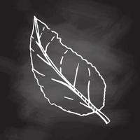 A hand-drawn sketch of leaf  isolated on chalkboard background. Vintage illustration, doodle. Element for the design of labels, packaging and postcards. vector