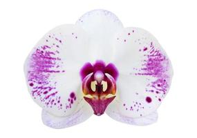 White phalaenopsis orchid flower isolated on white with clipping path photo