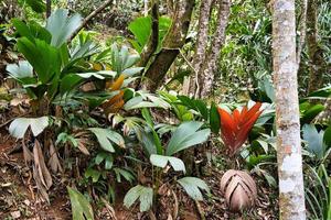 copolia trail, Beautiful endemic leaves of thief palm, Mahe Seychelles photo
