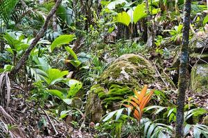 copolia trail, thief palm trees, granites rocks and mosses Mahe Seychelles photo