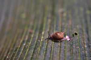 copolia trail, Seychelles endemic black snail Mahe Seychelles photo