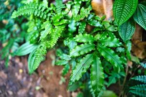 copolia trail, closeup shot of small ferns growing on granite rock edges, Mahe Seychelles photo