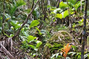 copolia trail, theif plams, granite rocks and mosses 1 Mahe Seychelles photo