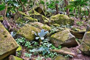 copolia trail, theif palm, granite rocks and mosses, Mahe Seychelles photo