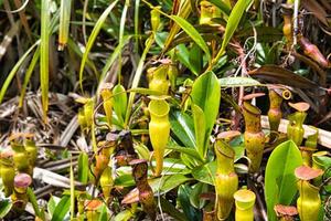 Copolia trail pitcher plants, endemic to the Seychelles, Mahe Seychelles photo