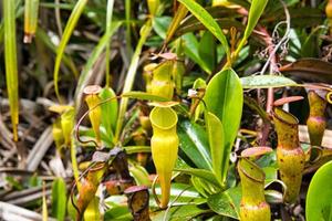 copolia sendero lanzador plantas, endémico a el seychelles, mahe seychelles foto