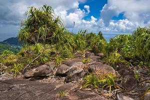 copolia sendero plantas creciente en el enorme granito rocas mahe seychelles foto