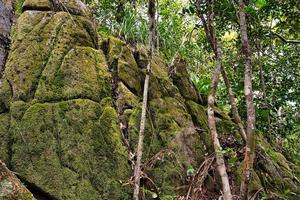 Copolia trail huge granite rocks with mosses and cinnamon trees nearby, Mahe Seychelles photo