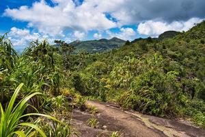 Copolia trail intense greenery on the top of the nature trail, Mahe Seychelles photo