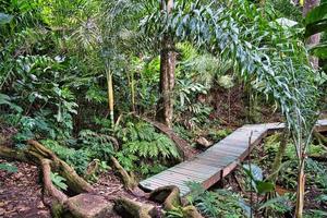 copolia trail, bridge above river, Mahe Seychelles photo