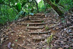 copolia trail, natural wooden steps, Mahe Seychelles photo