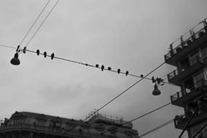 2022 12 28 Milano city pigeons photo