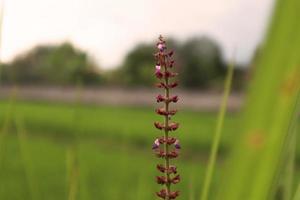 Salvia verticillata. Flowering sage at rice field. photo