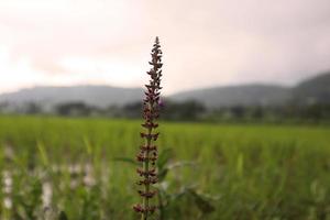 salvia verticillata. floración sabio a arroz campo. foto