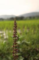 Salvia verticillata. Flowering sage at rice field. photo