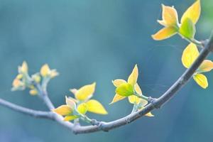 A branch of a tree with yellow leaves and green leaves. photo