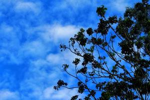 A tree with leaves and the sky is blue and the sky is cloudy. photo