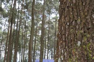 paisaje escénico de pino bosque jardín en el parte superior montaña cuando lluvioso temporada con nublado y azul cielo. el foto es adecuado a utilizar para ambiente fondo, naturaleza póster y naturaleza contenido medios de comunicación.