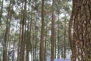 Landscape scenic of pine forest garden on the top mountain when rainy season with cloudy and blue sky. The photo is suitable to use for environment background, nature poster and nature content media.