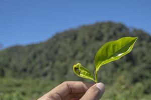 Man holding green tea leaf on the tea garden when harvest season. The photo is suitable to use for Industrial background, nature poster and nature content media.