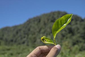 Man holding green tea leaf on the tea garden when harvest season. The photo is suitable to use for Industrial background, nature poster and nature content media.