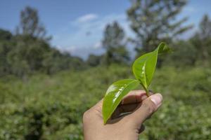 Man holding green tea leaf on the tea garden when harvest season. The photo is suitable to use for Industrial background, nature poster and nature content media.