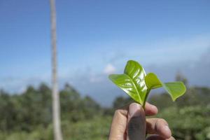 hombre participación verde té hoja en el té jardín cuando cosecha estación. el foto es adecuado a utilizar para industrial fondo, naturaleza póster y naturaleza contenido medios de comunicación.